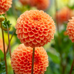 Dahlia 'Pompon Mixed' Tubers