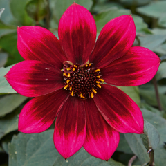 Dahlia - Lubega Dark Velvet