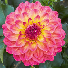 Dahlia - Lubega Power Tropical Punch