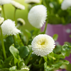 Bellis - Tasso White