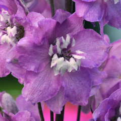 Delphinium - Magic Fountains Cherry Blossom