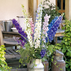Delphinium - Pacific Mix