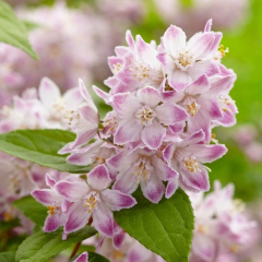 Deutzia - Raspberry Sundae