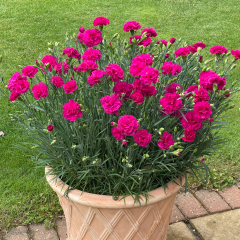 Dianthus - Garden Pleasures Neon Pink