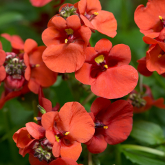Diascia - Diamond Dark Orange