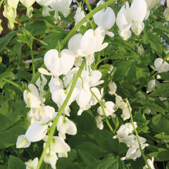 Dicentra (Bleeding Heart) 'Alba'