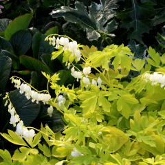 Dicentra - White Gold