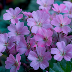 Geranium - Dusky Crug