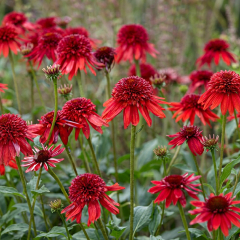 Echinacea - Eccentric Red