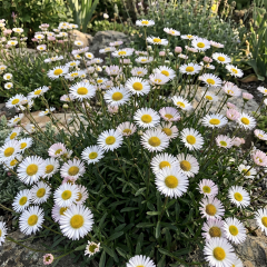 Erigeron - Albus
