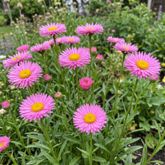 Erigeron - Pink Jewell