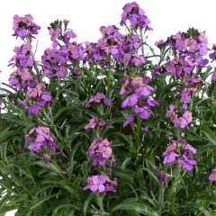 Erysimum - Lilac Wonder