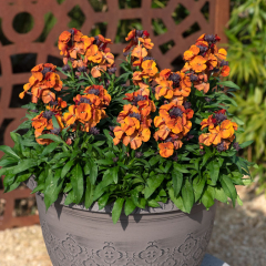 Wallflower - Colour Vibe Orange