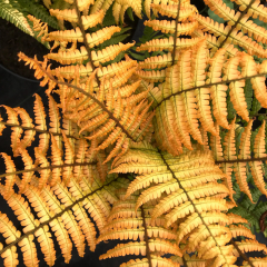 Fern - Jurassic Gold
