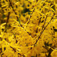 Forsythia - Discovery