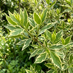 Forsythia - Discovery