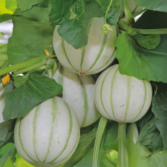 Melon - France Mini Hybrid