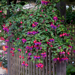 Fuchsia - Dark Eyes