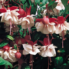 Fuchsia - Springtime