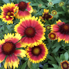 Gaillardia - Arizona Sun