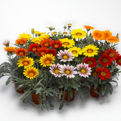 Gazania - Kiss Frosty Mix