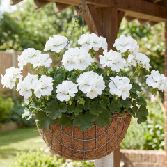 Geranium (Pelargonium) 'Dolce Vita Erika White'