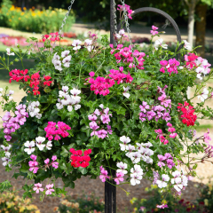 Pelargonium - Reach Out Mix