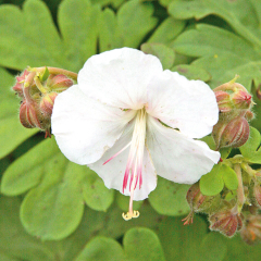Geranium 'St Ola'