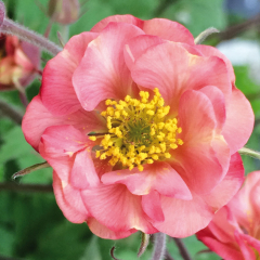 Geum - Flames of Passion