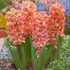 Hyacinth 'Gipsy Queen' 3 x Bulbs 