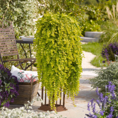 Lysimachia - Goldilocks