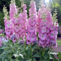 Delphinium - Pacific Giants Guinevere