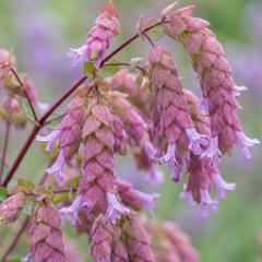Hanging Oregano (Origanum) 'Bristol Cross'