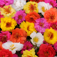 Portulaca - Happy Trails Mix