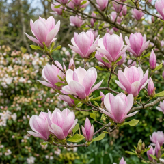 Magnolia - Heaven Scent
