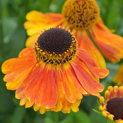 Helenium - Sahins Early Flowerer