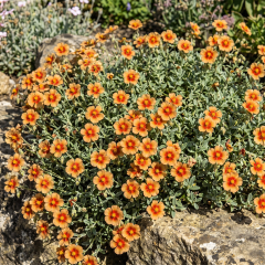 Helianthemum (Rock Rose) 'Bronze Carpet'
