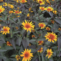 Heliopsis - Burning Hearts