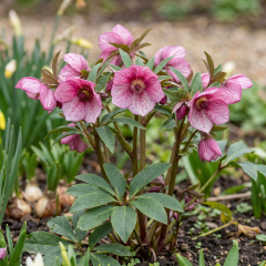 Hellebore - Strawberry Moon