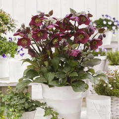 Hellebore - Anna's Red