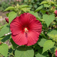 Hardy Hibiscus ‘Nippon Red’