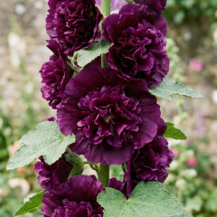 Hollyhock 'Chater's Double Purple'