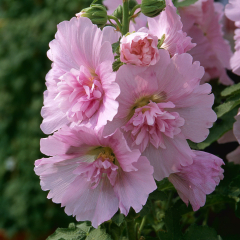 Hollyhock - Spring Celebrities Pink