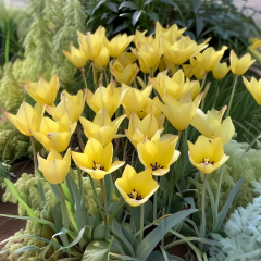 Tulip 'Honky Tonk' 10 x Bulbs