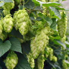Hops - Jupiter