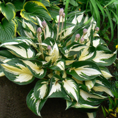 Hosta - Fire and Ice