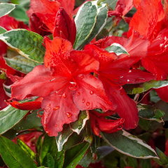 Azalea - Hotshot Variegata