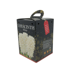 Hyacinth 'White' Gift Kit