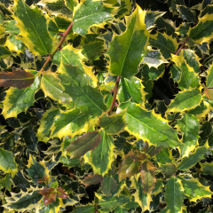 Ilex - Madame Briot