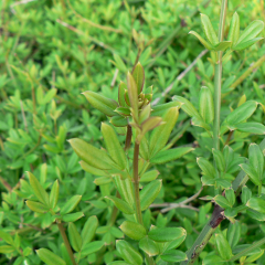 Jasmine - Nudiflorum
